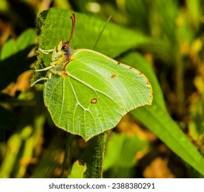 Animal, Insect, Butterfly, Resting, Plant, Fauna, - Powered by Shutterstock