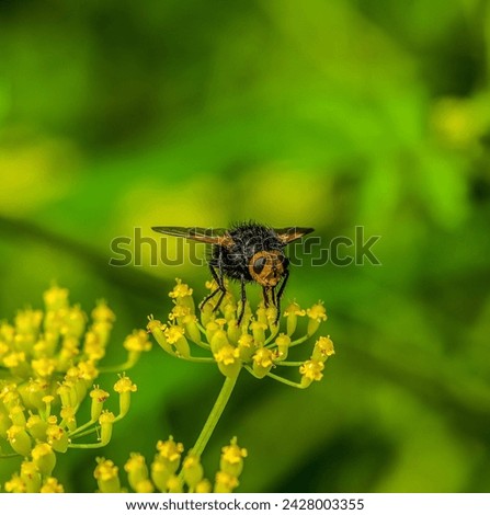 Animal, Insect, Fly, Tachina grossa, Close-up, Wildlife, Nature.