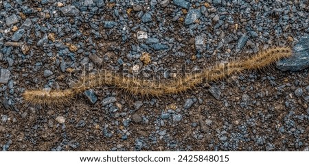 Animal, insect, Processionary Moth caterpillars, Wildlife, nature.