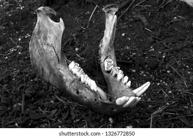 Animal Jaw Bone Found In The Forest