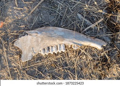 Animal Jaw Bone In Nature