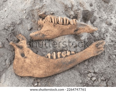Animal jaw bone, probably pig, with teeth, lying in situ on sand. 