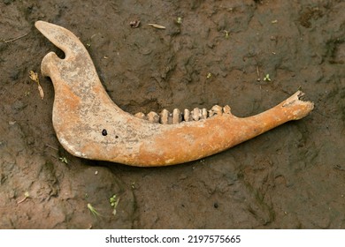 Animal Jaw Bone Stock Photo. Photo Animal Bone.