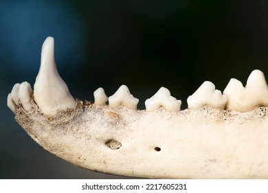 Animal Jaw. Dogs Jaw Bone With The Teeth On The Simple Background.