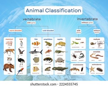 994 Classification Of Animals Stock Photos, Images & Photography |  Shutterstock