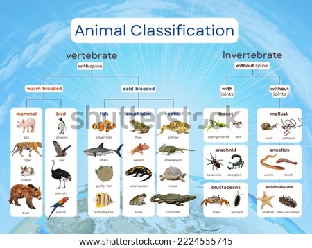 Animal kingdom classification is an important system for understanding how all living organisms are related. Based on the Linnaeus method, species are arranged grouped based on shared characteristics.