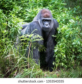 Animal Kingdom Gorilla Trek