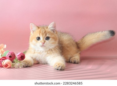 animal ,kitten,young,feline ,cute,fluffy,playful ,beautiful,kitten,cat,tail, breed,cute, play,spring,background,pink. - Shutterstock ID 2283246585