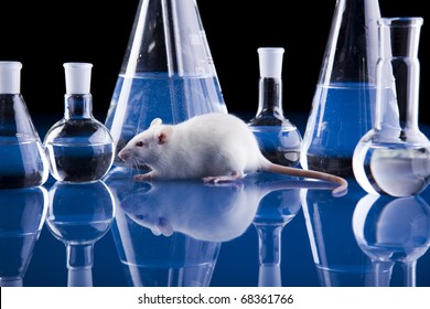 Animal Laboratory