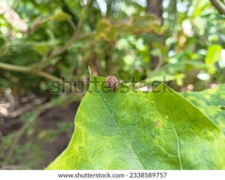 animal ladybug insect macro green 