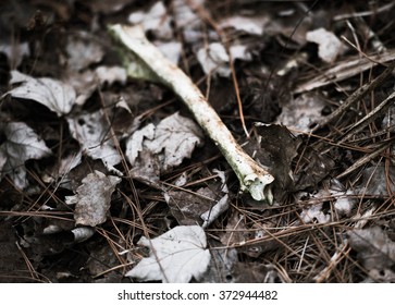 Animal leg bone on the forest floor