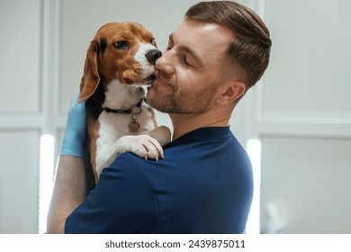 Animal is licking, kissing the man, cute. Male veterinarian is working with beagle dog in the clinic. - Powered by Shutterstock