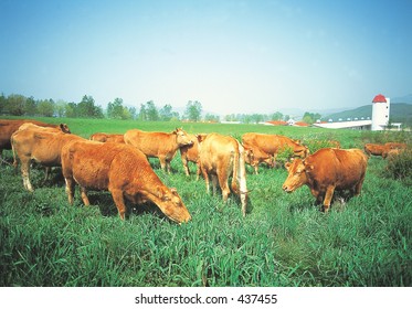 Animal Life Stock Photo 437455 | Shutterstock