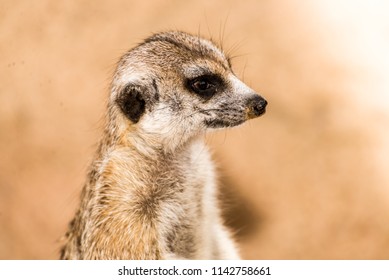 Animal life ( woldlife )  - Shutterstock ID 1142758661