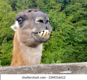 The Animal Llama (Lama Glama) Is A Type Of Camel Andin Europe Is Often Kept On Farms And Zoos. They Can Spit Meters Far