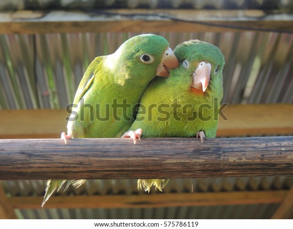 Animal Love Stock Photo (Edit Now) 575786119