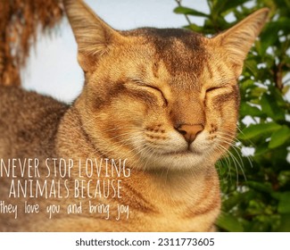 Animal Lover Quotes. Animal Quotes. Animal Caption.  - Shutterstock ID 2311773605
