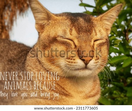 Animal Lover Quotes. Animal Quotes. Animal Caption. 