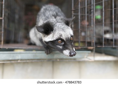 The Animal Making Weasel Coffee