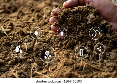 Animal Manure Or Manure In The Hands Of The Farmer And The Icon Technology About The Composting Of Compost.