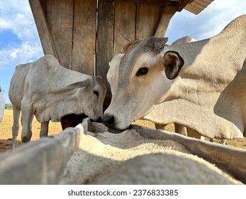 Animal mineral nutrition supplementation on beef cattle nellore