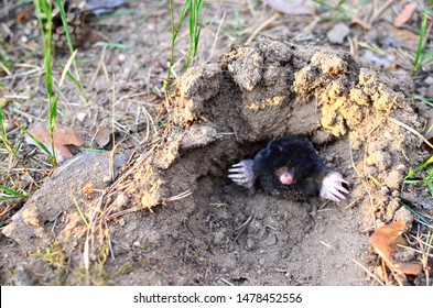 Animal Mole Crawling Out Of Molehill Above Ground, Showing Strong Front Feet Used For Digging Runs Underground. Mole Trapping - Youngs Pest Control. Underground Creatures Damage Lawn. 