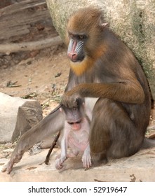 Animal Monkey Mandrill Mother And Baby