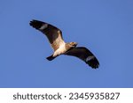 Animal Nacunda Nighthawk of the species Chordeiles nacunda in fly