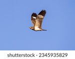 Animal Nacunda Nighthawk of the species Chordeiles nacunda in fly