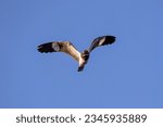 Animal Nacunda Nighthawk of the species Chordeiles nacunda in fly