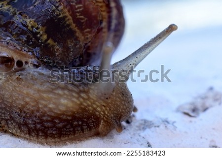 animal natural snail mollusks nature