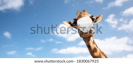 Similar – Foto Bild Giraffe