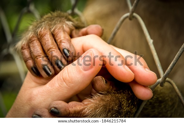 An animal needs human love and\
protection. Monkey holding man hand in hoping for\
help