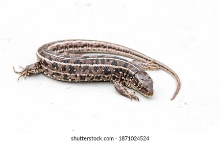 The animal is a nimble lizard on a light background. Lacerta agilis - Shutterstock ID 1871024524