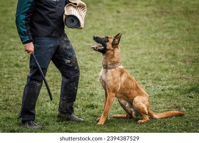 Animal obedience training. Belgian malinois dog is doing bite and defense work with police dog handler - Powered by Shutterstock