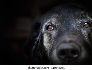 Animal - Old dog. labrador retriever macro shot. - Powered by Shutterstock