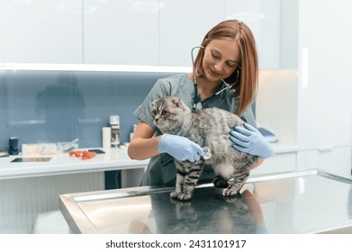 Animal is on the table, using stethoscope. Scottish fold cat in the veterinarian clinic with female doctor. - Powered by Shutterstock