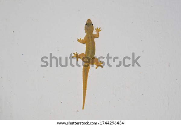 ็๋Hemidactylus animal on\
white wall building on night, it genus of gecko family, small and\
little lizard or gecko reptile animal in house or home, it climbing\
down to up of\
brick