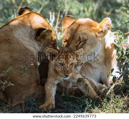 Animal: one lion cub, adorable, classy-eaning scene, with two mothers, Serengeti, Tanzania 
