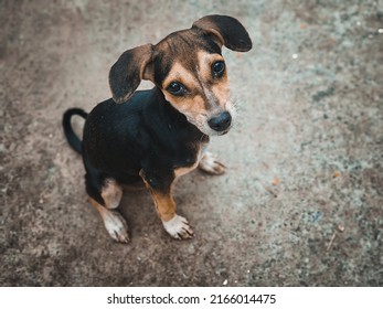 Animal outdoor : A little dog sitting on the Street. Street Dog Portrait. - Shutterstock ID 2166014475