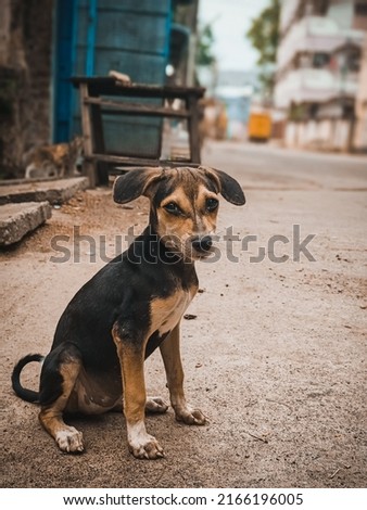 Animal outdoor : A little dog sitting on the Street. Street Dog Portrait.
