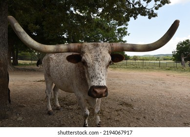 Animal Park In The Arbuckle Mountains