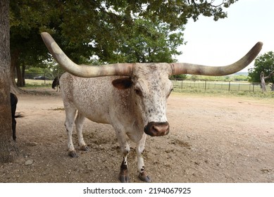 Animal Park In The Arbuckle Mountains