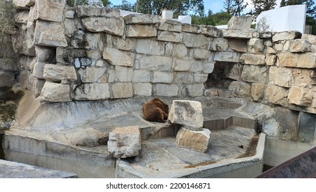 Animal Park In Tunis City