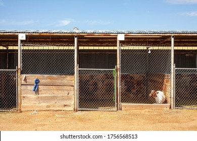 A Animal Pen With A Goat And A Blue Ribbon At A County Fair