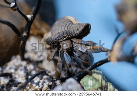 Animal Photography. Animal Close up. Macro shot of Giant Hermit crab (Coenobita Violascens) crawling on sand and rocks, Hermit crab on crabitat. Shot in Macro lens