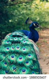 Animal Photography - Indian Peafowl, Pavo Cristatus