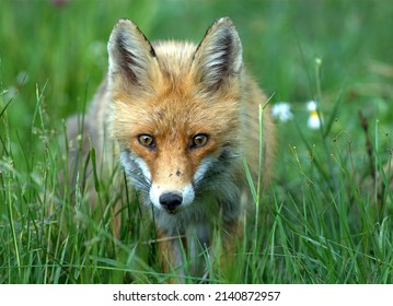 Animal photography photos about foxes - Shutterstock ID 2140872957