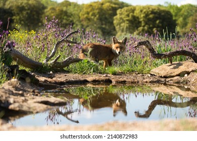 Animal photography photos about foxes - Shutterstock ID 2140872983