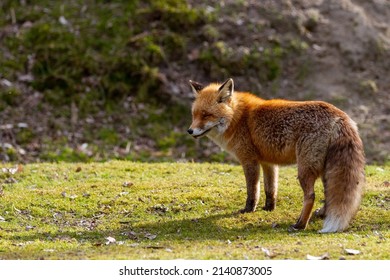 Animal photography photos about foxes - Shutterstock ID 2140873005